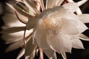 NIght Blooming Cereus