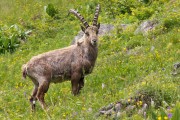 Ibex-Kandersteg-1