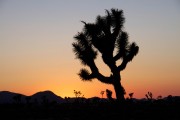 Joshua-Tree-12