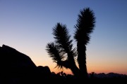 Joshua-Tree-15